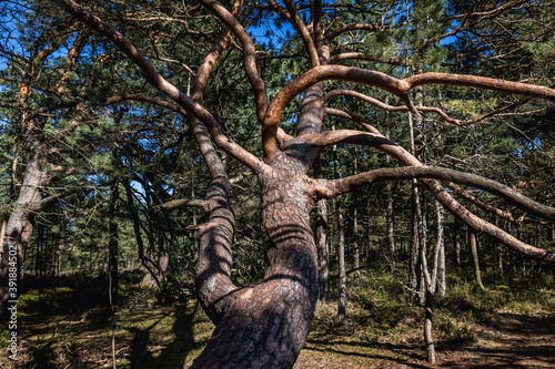 Large pine tree on the way from Stilo lighthouse to beach in Sarbsko Spit landscape park on the Baltic Sea coast in Poland photo