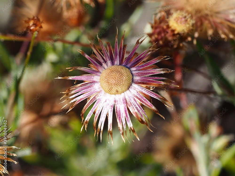 Mediterranean Phagnalon (Phagnalon saxatile) Mediterranean Phagnalon (Phagnalon saxatile)