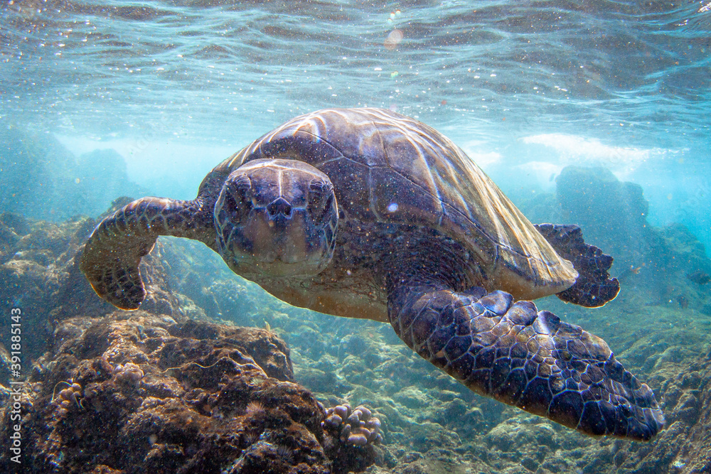 Obraz premium Hawaiian Green sea Turtle cruising in the warm waters of Maui