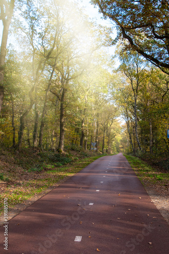 Autumn park alley walk road. The way in park with golden foliage and trees in fall season. Beautiful autumnal forest, beauty nature scene.