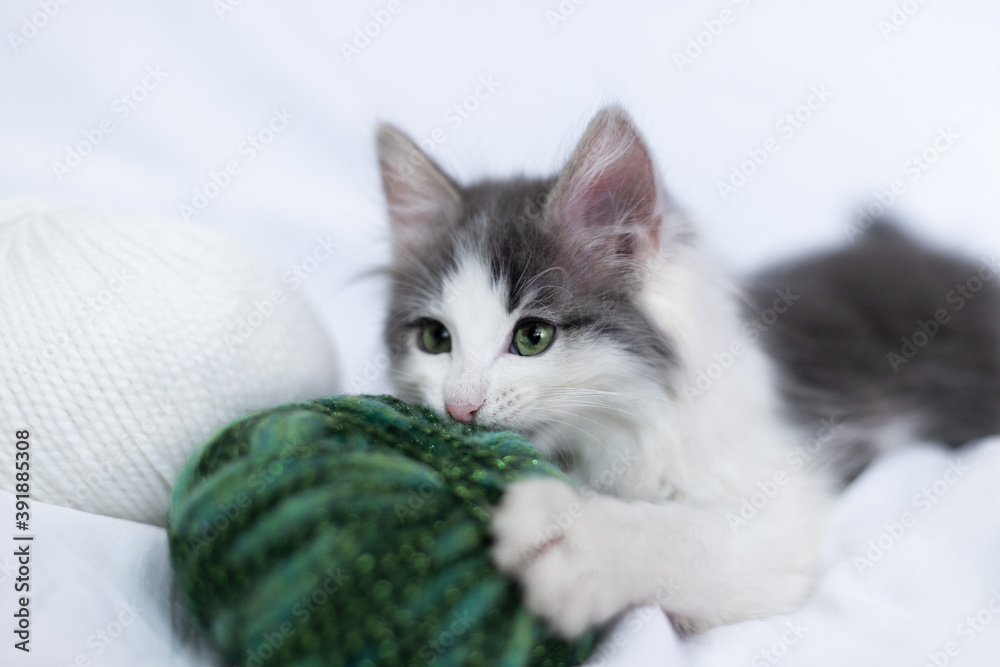 Cute gray kitten with green eyes playing with a ball of thread