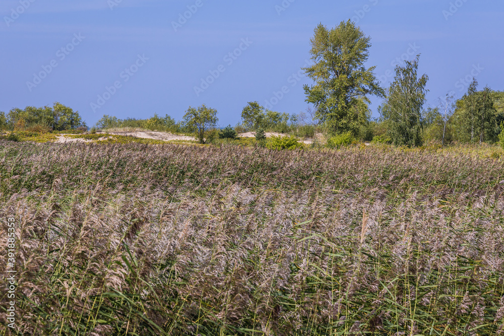 Obraz premium Rushes on Sobieszewo Island on the bank of Wisla Smiala - one of the mouths of the Vistula River in Gdansk, Poland