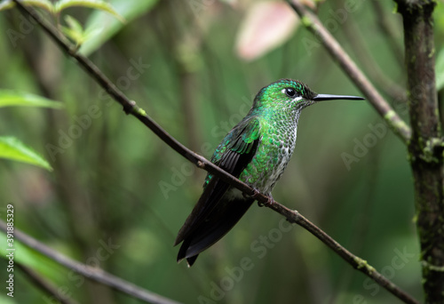 Eugenes spectabilis, Talamanca hummingbird, admirable hummingbird Costa Rica Monteverde Cloudforest Central America Wild Nature Rainforest sitting on branch