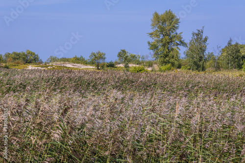Rushes on Sobieszewo Island on the bank of Wisla Smiala - one of the mouths of the Vistula River in Gdansk, Poland