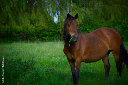 A bay horse munching on grass in an English grassy meadow on a summer's day