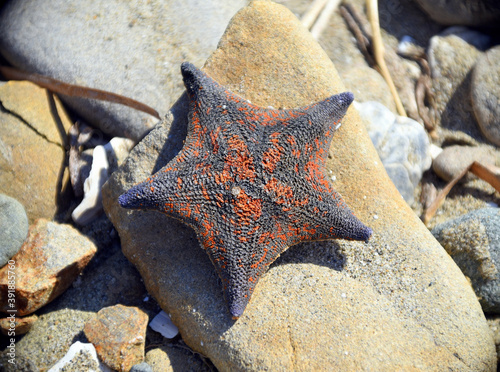 Black and red sea star Patiria pectinifera from Japanese sea, on stone. Russia  photo