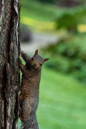 close up of a grey squirrel cling on the tree trunk in the park staring at you