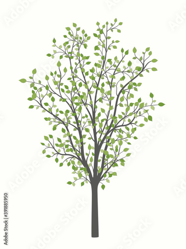 Tree with branches and green leaves