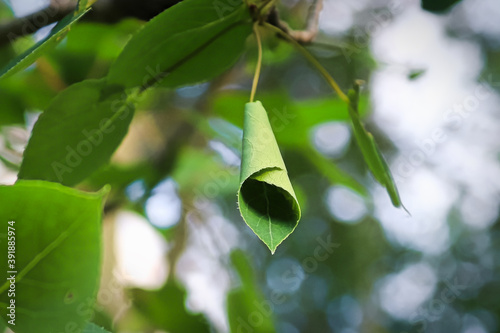 A curled up leaf caused by a leafroller photo