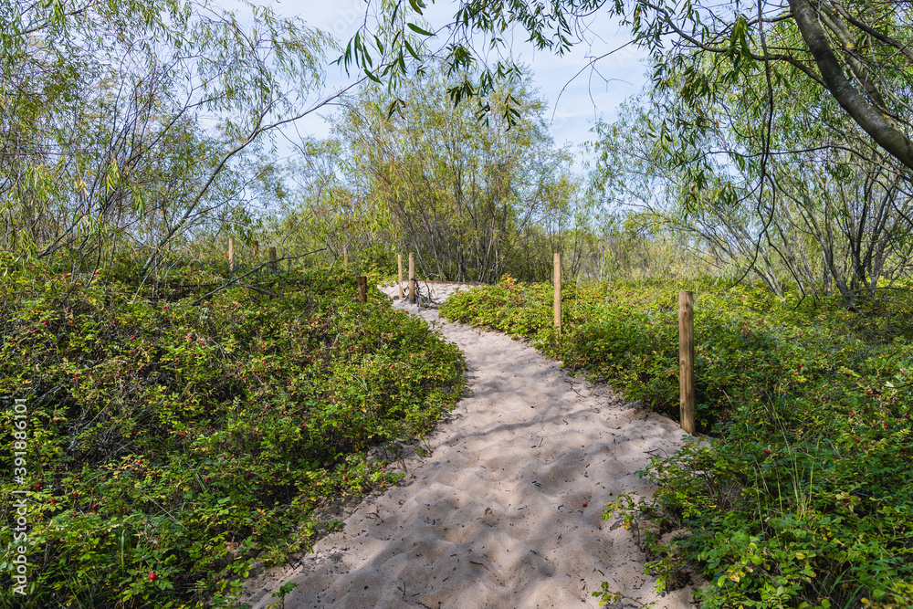 Trail in nature reserve for birds called Mewia Lacha on Sobieszewo Island, Gdansk Bay in the Baltic Sea, Poland