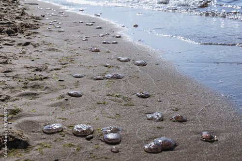 Sea jellies on a beach in nature reserve for birds called Mewia Lacha on Sobieszewo Island, Gdansk Bay in the Baltic Sea, Poland photo