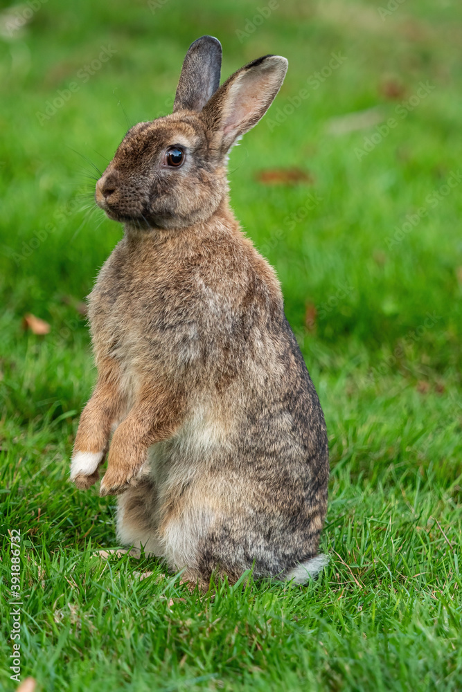 close up of one cute brown rabbit standing on the green grass field in the park close up of one cute brown rabbit standing on the green grass field in the park