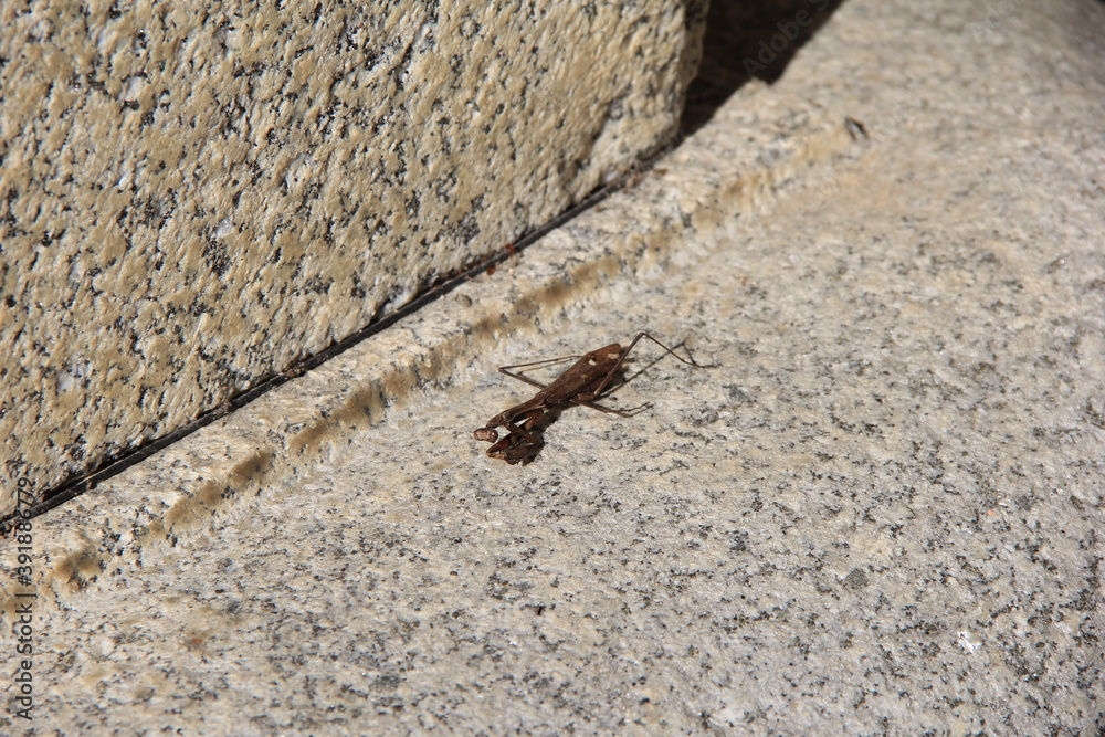 茶色いカマキリ