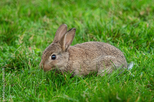 close up of one cute brown bunny eating on green grass field in the park