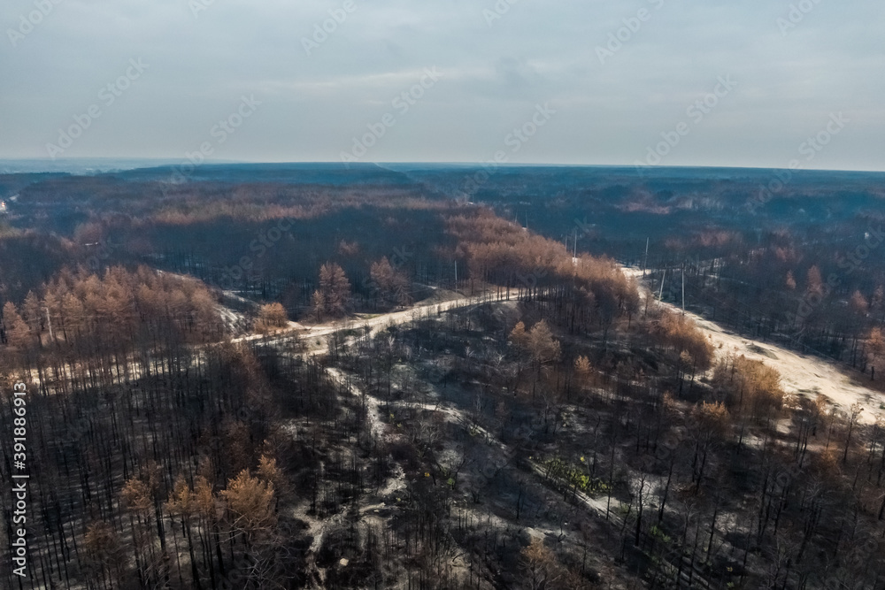 burnt pine forest top view. dead forest after fire. drone photo. Burnt trees after a forest fire. ecological catastrophy