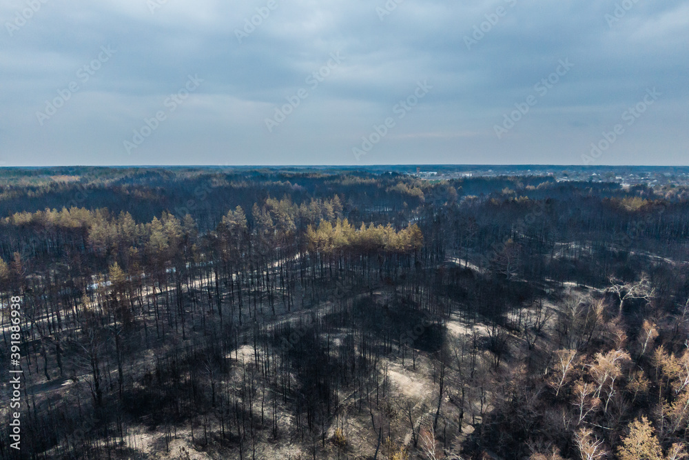 burnt pine forest top view. dead forest after fire. drone photo. Burnt trees after a forest fire. ecological catastrophy