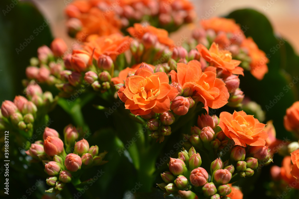 Kalanchoe with bright orange flowers. A succulent, great as a houseplant or outdoors in the garden Kalanchoe with bright orange flowers. A succulent, great as a houseplant or outdoors in the garden