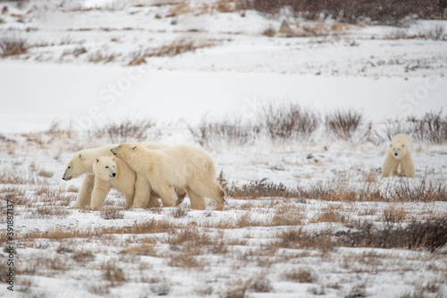 A mother polar bear and two young cubs yearlings walking across the tundra landscape with white snow, bushes with one resting it's head and another bear standing in the background of the photo