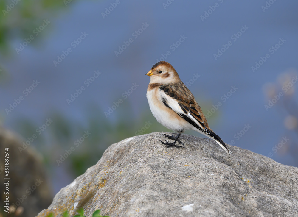 Snow Bunting Standing on Rock in Fall Snow Bunting Standing on Rock in Fall