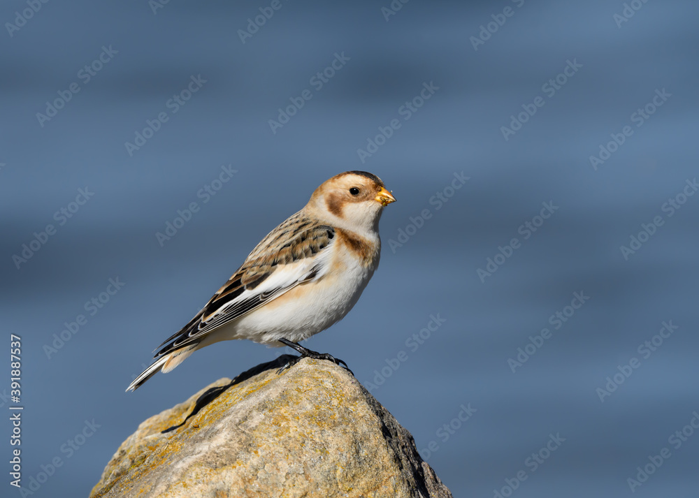 Snow Bunting Standing on Rock in Fall Snow Bunting Standing on Rock in Fall
