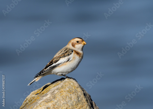 Snow Bunting Standing on Rock in Fall