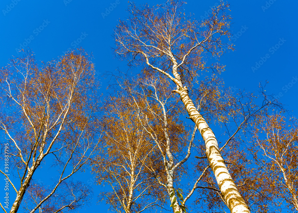 Fototapeta premium Autumn colorful landscape of mixed European forest thicket with Silver birch trees - latin Betula Pendula - with blue sky as background in Kampinos nature reserve in Mazovia region of Poland