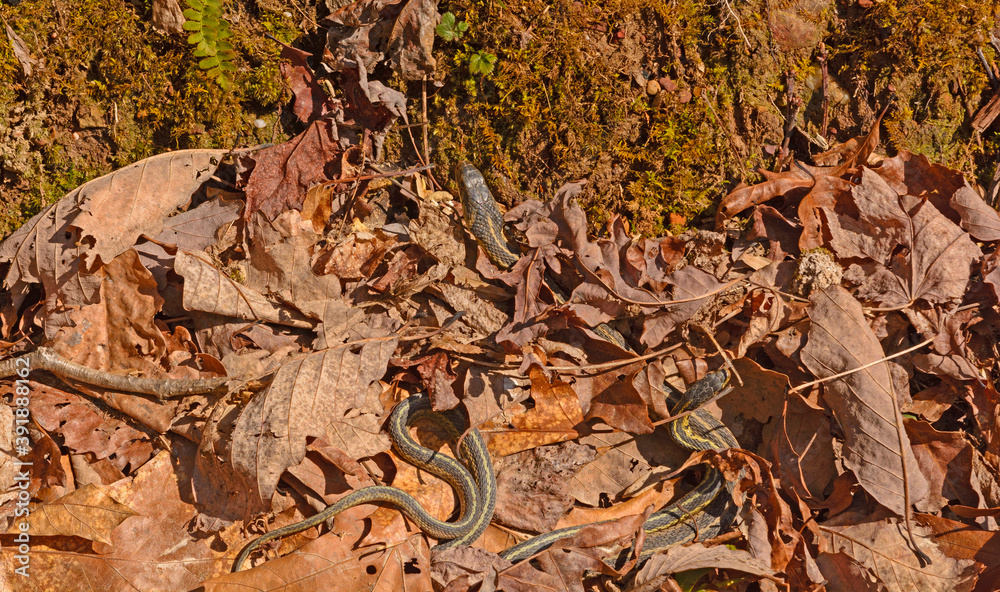 Garter Snakes Emerging From a Den on a Sunny Day Garter Snakes Emerging From a Den on a Sunny Day
