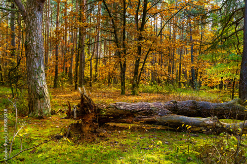 Autumn colorful landscape of mixed forest thicket with fallen European Black Alder tree - latin Alnus glutinosa - in Kampinos nature reserve near Izabelin in Mazovia region of central Poland