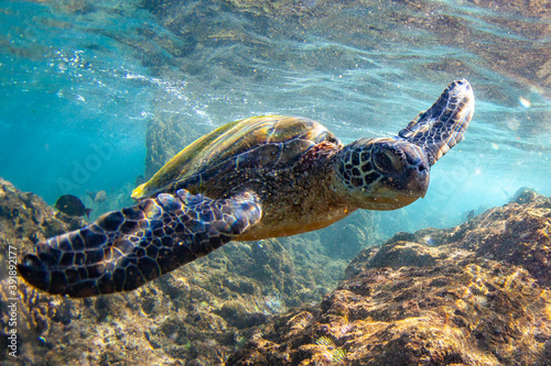 Fototapeta Naklejka Na Ścianę i Meble -  Hawaiian Green sea Turtle cruising in the warm waters of Maui