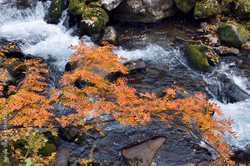 ナナカマドの紅葉と渓流(北海道・大雪山)
ナナカマドの紅葉と渓流(北海道・大雪山)