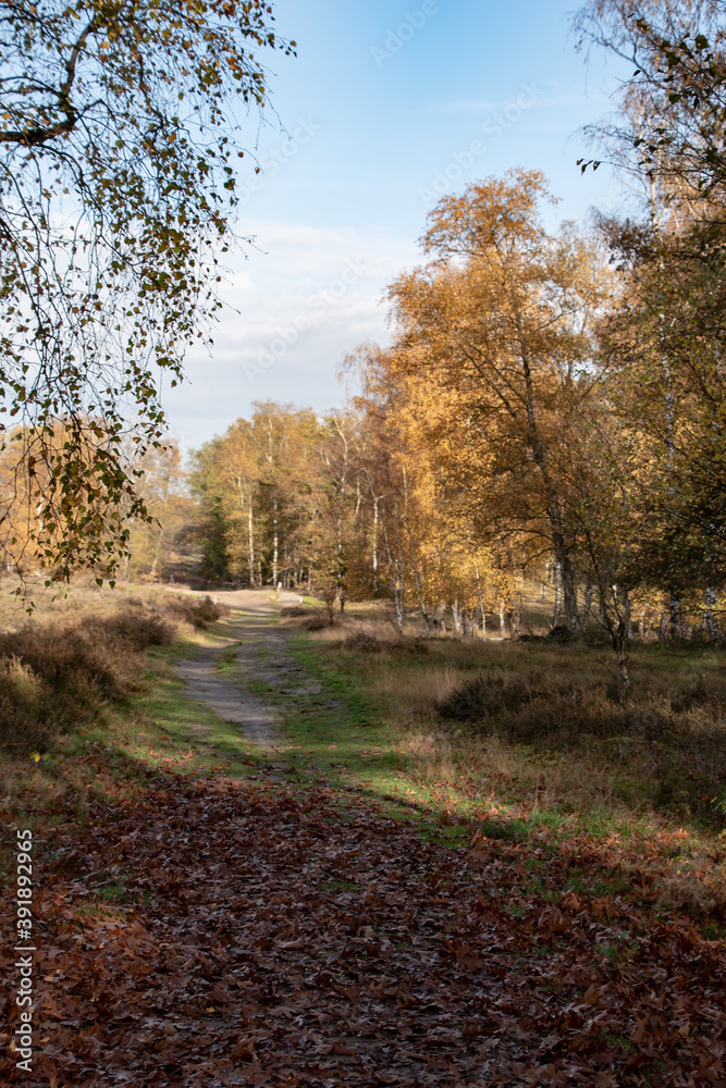 Fall landscape, bright fall trees and yellow fallen leaves. Autumn alley in the city fall November park, fall colorful nature, fall landscape. Colorful fall city park, fall background