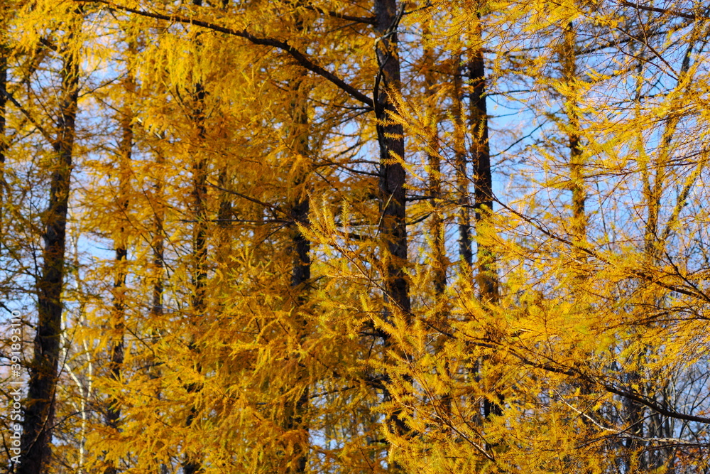 Fototapeta premium 美しいカラマツの紅葉