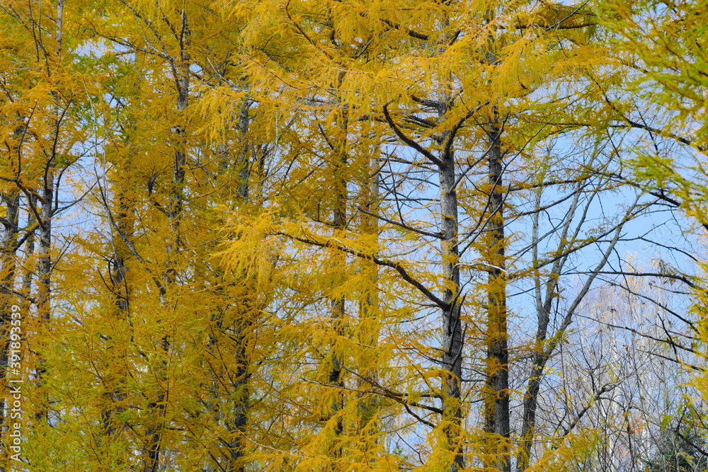 Fototapeta premium 美しいカラマツの紅葉 