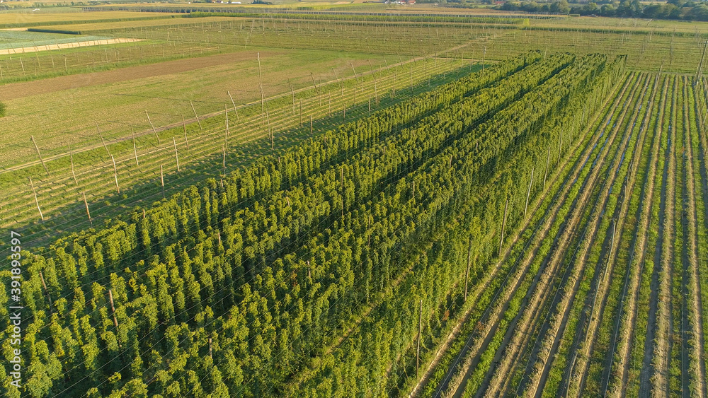 DRONE: Flying above long rows of hops growing in the warm summer sunshine. DRONE: Flying above long rows of hops growing in the warm summer sunshine.