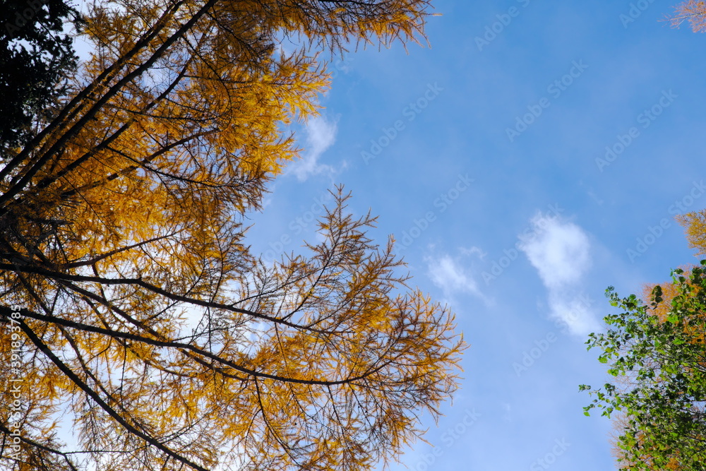 Obraz premium 美しいカラマツの紅葉