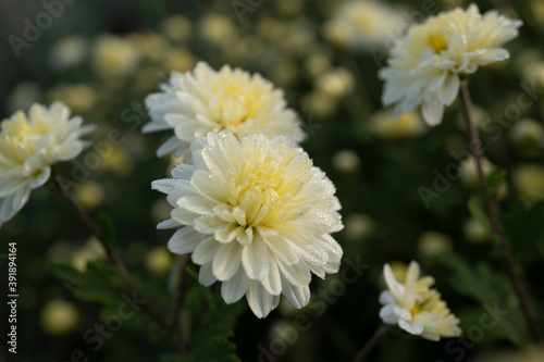                                     Chrysanthemum