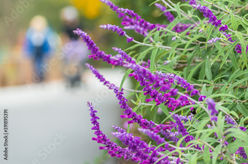 First plan with lavender flowers and background with blurred people walking in the park