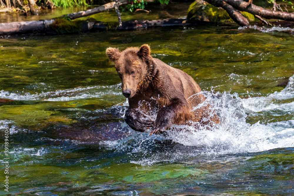 Brown bear fishing for salmon near Brooks Falls in Katmai National Park. The grizzly bear is splashing through the water in a stream as the bear chases the fish. Brown bear fishing for salmon near Brooks Falls in Katmai National Park. The grizzly bear is splashing through the water in a stream as the bear chases the fish.
