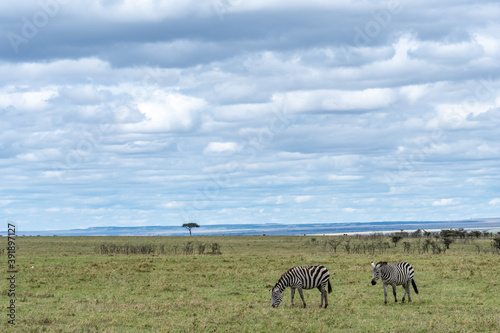 A pair of zebras (Equus burchellii) graze in an open field on a cloudy day near the Maasai Mara National Reserve, Kenya