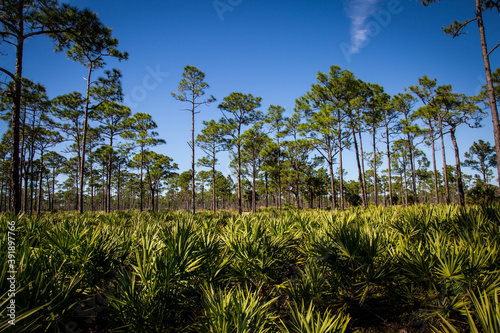 Quadro su tela Field of saw palmetto and pine trees