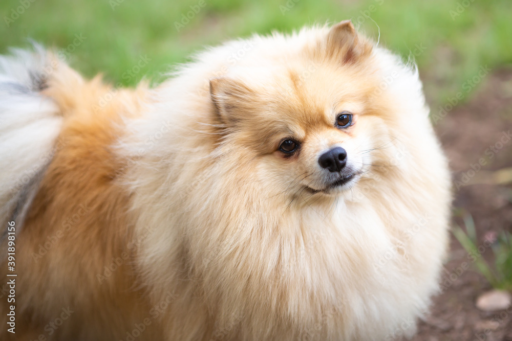 Portrait of a Pomeranian Lulu dog Stock Photo