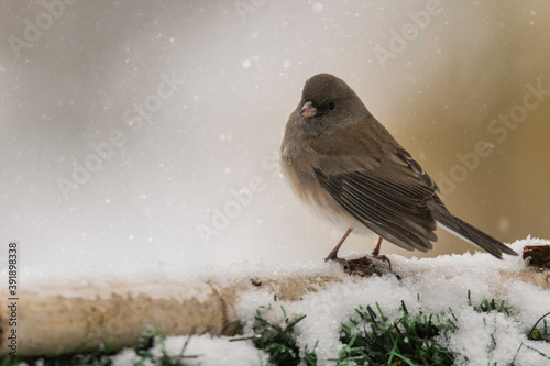 Junco Songbird in the winter snow