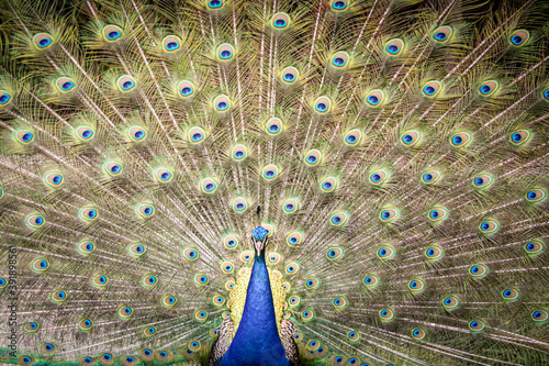 peacock with feathers