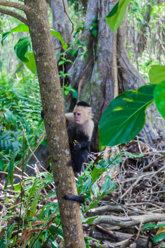 Φωτογραφία The beautiful flora and fauna of Cahuita national park, Costa Rica