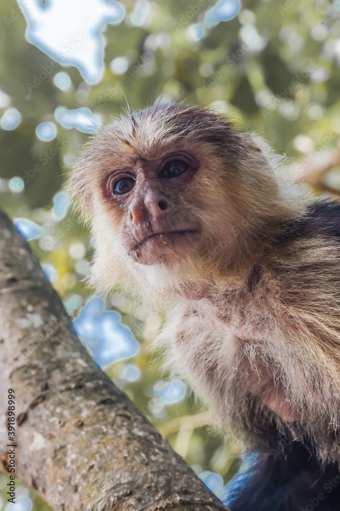 Φωτογραφία The beautiful flora and fauna of Cahuita national park, Costa Rica