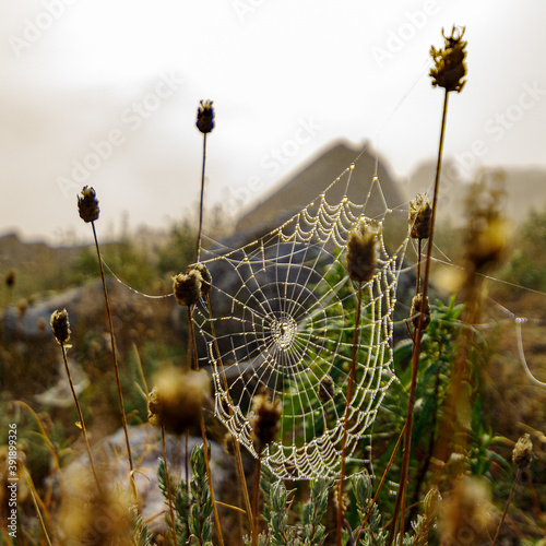 spider web in dawn mist
