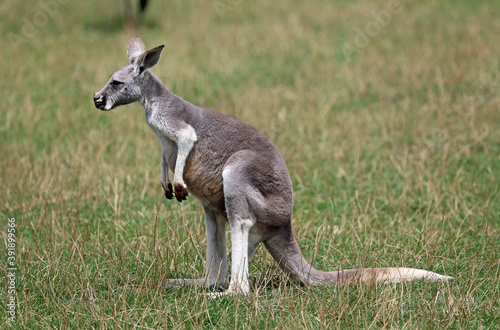 Female red Kangaroo - Victoria  Australia