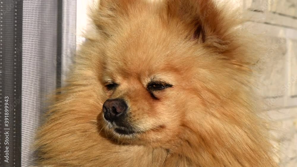 Orange pomeranian spitz dog resting Orange pomeranian spitz dog resting