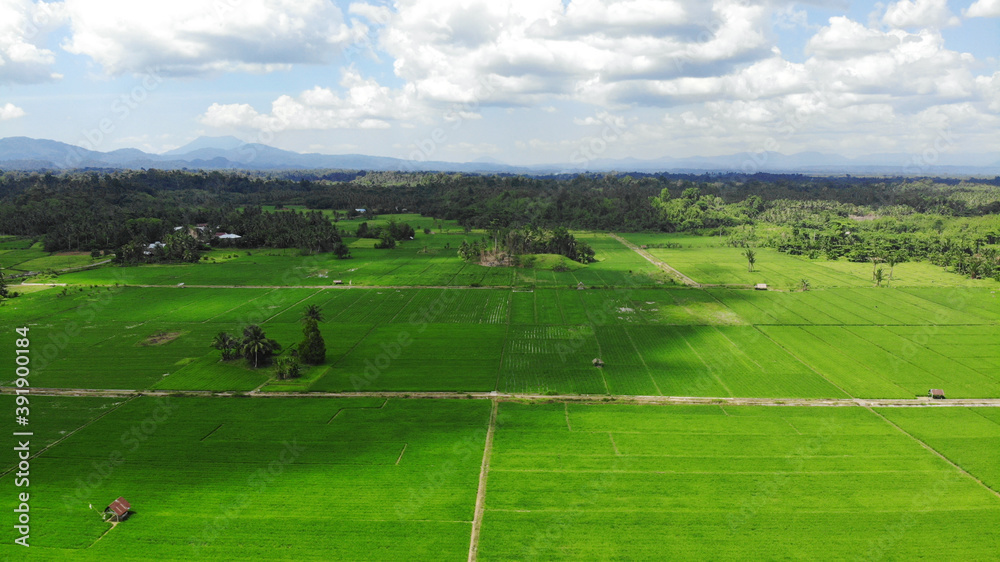 Naklejka premium rice fields