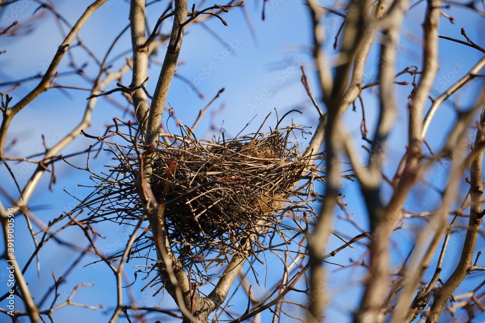Empty abandonned bird nest made of twigs in a leafless tree against blue sky Empty abandonned bird nest made of twigs in a leafless tree against blue sky
